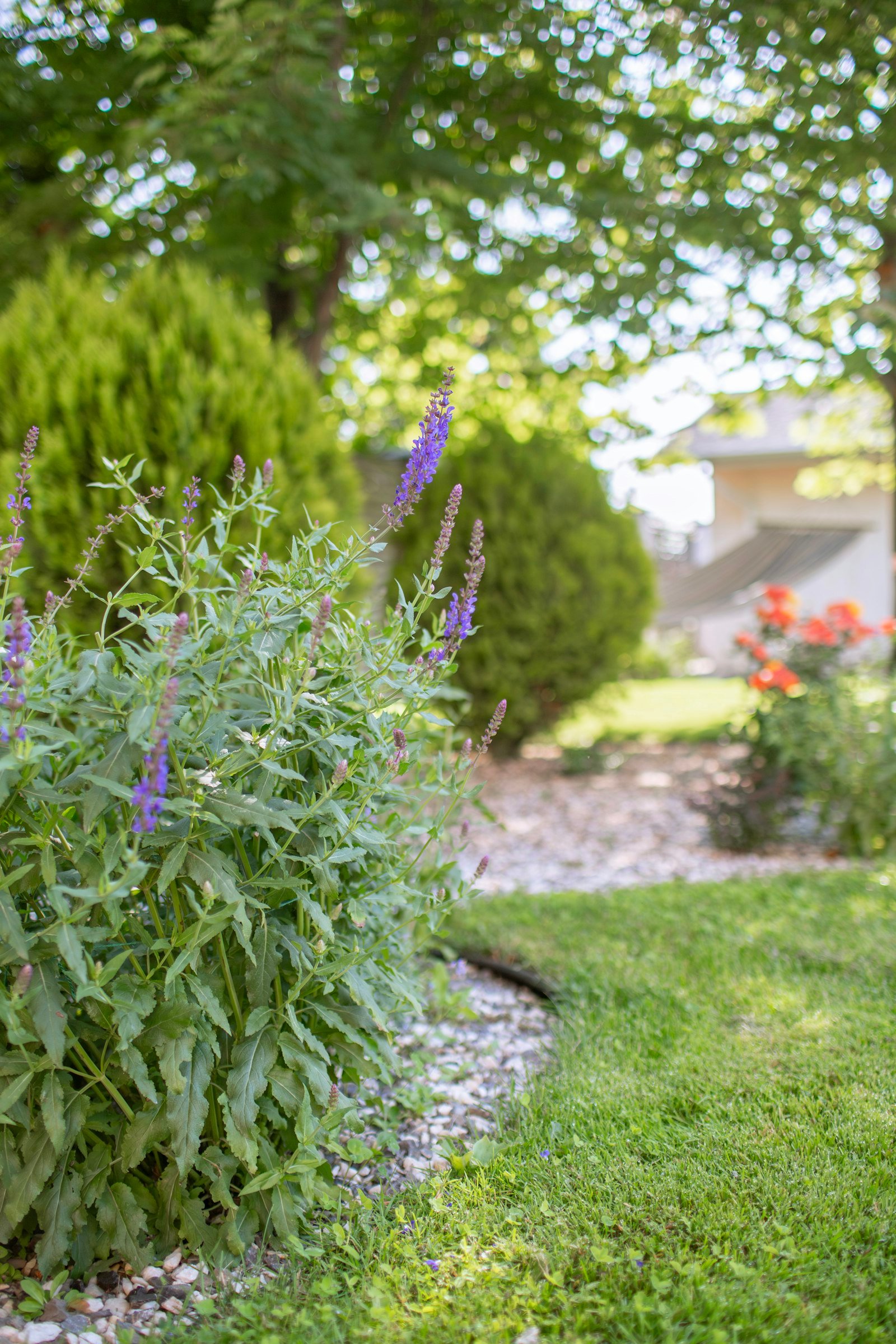 Planting bed in bloom beside a tidy summer lawn.