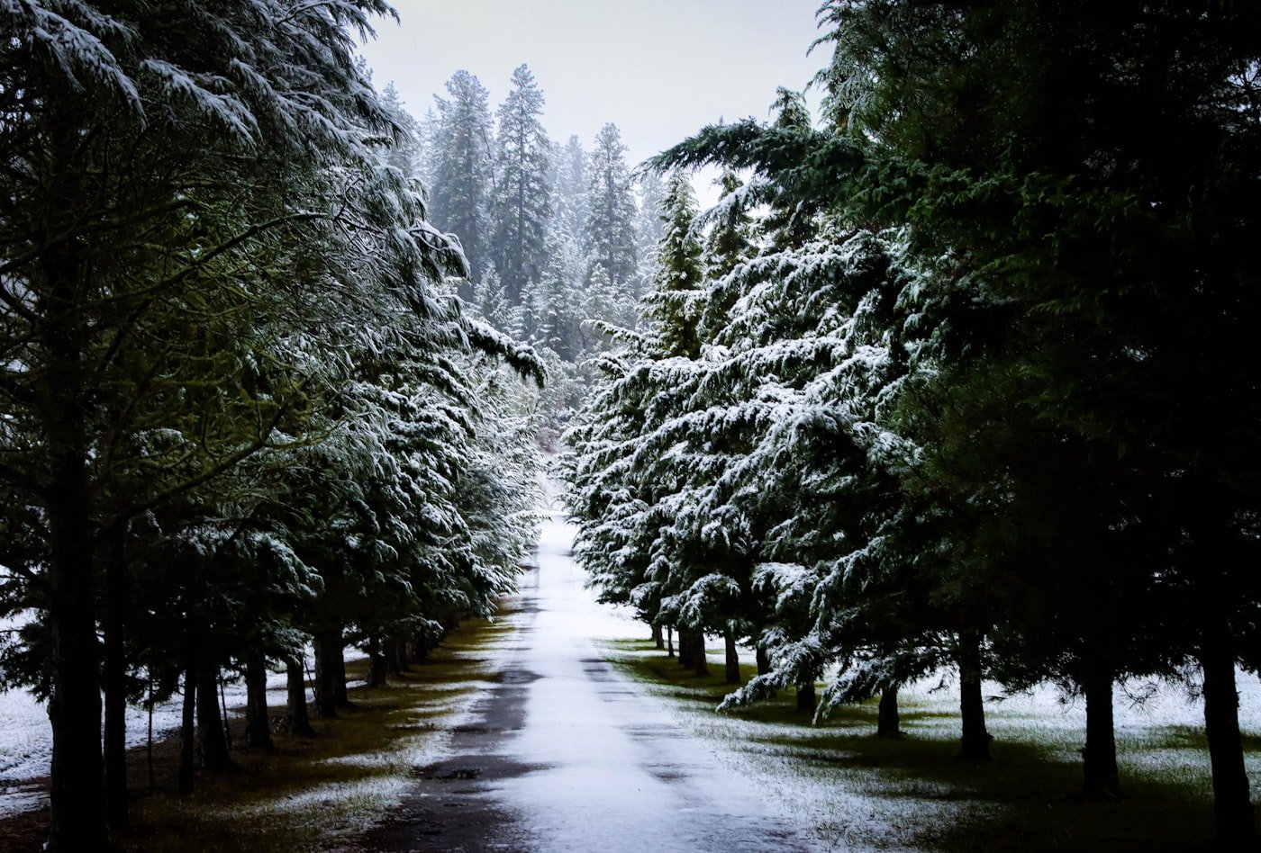 Snow-dusted driveway lined by evergreens.